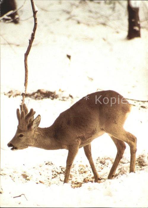 Reh Rehbock im Bast