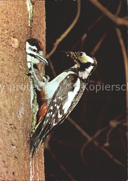 Voegel Birds Oiseaux Uccelli Pajaros-- Buntspecht