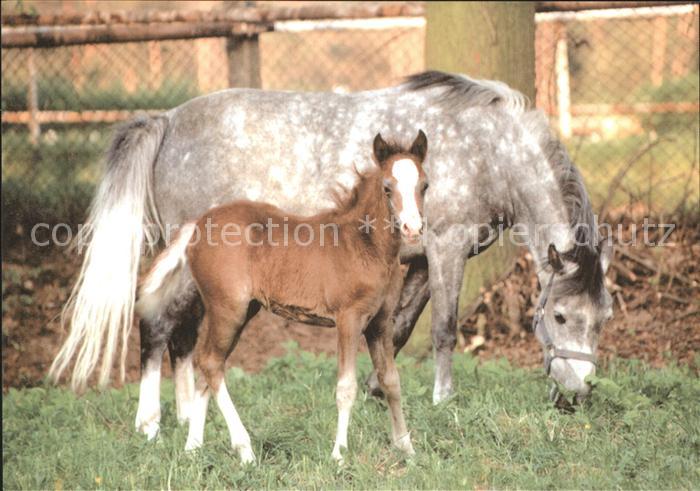 Pferde Fohlen Wladyslaw Zdanowicz Kwidzyn