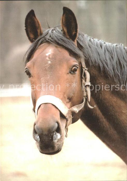 Pferde Wladyslaw Zdanowicz Kwidzyn