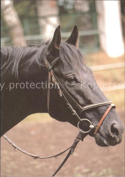 Pferde Wladyslaw Zdanowicz Kwidzyn