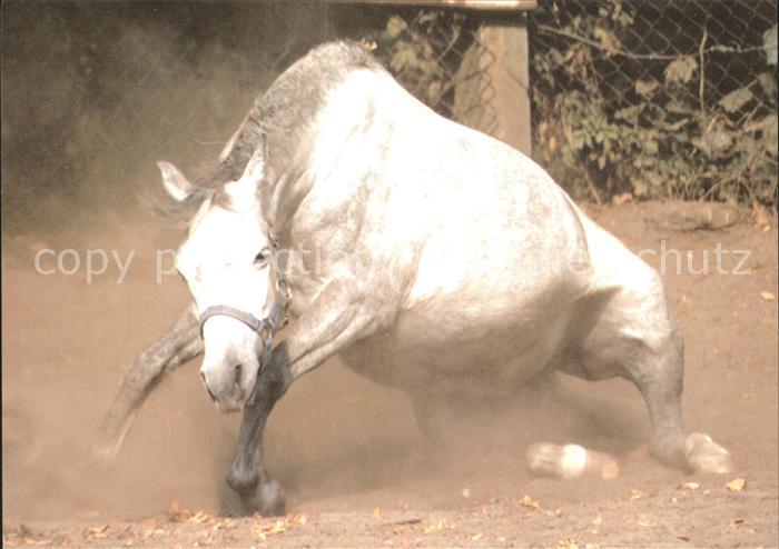 Pferde Wladyslaw Zdanowicz Kwidzyn