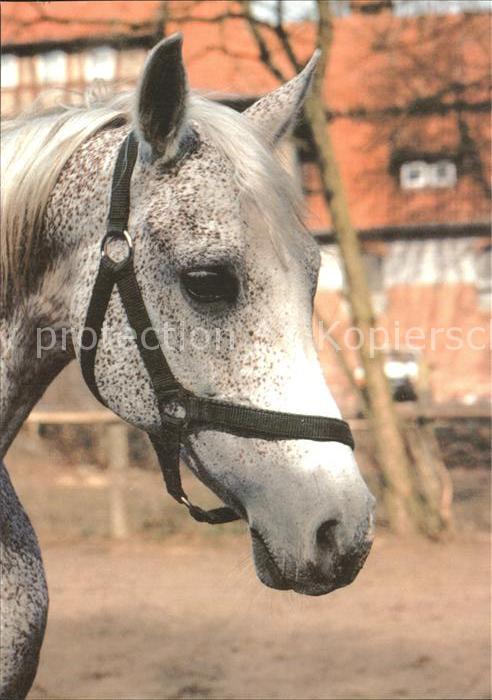 Pferde Wladyslaw Zdanowicz Kwidzyn