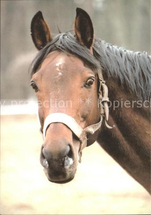 Pferde Wladyslaw Zdanowicz Kwidzyn