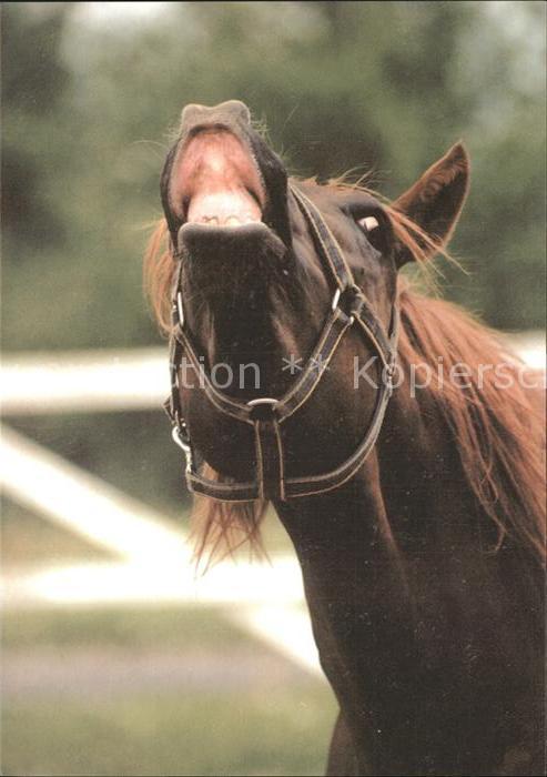 Pferde Wladyslaw Zdanowicz Kwidzyn