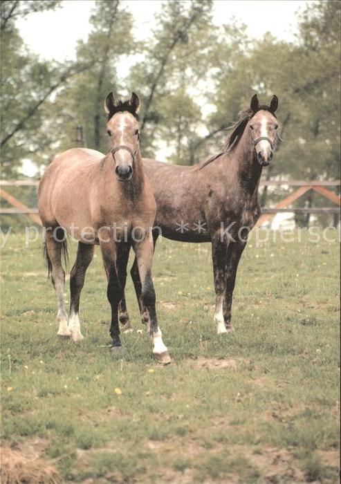 Pferde Wladyslaw Zdanowicz Kwidzyn