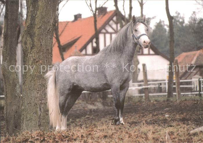 Pferde Wladyslaw Zdanowicz Kwidzyn