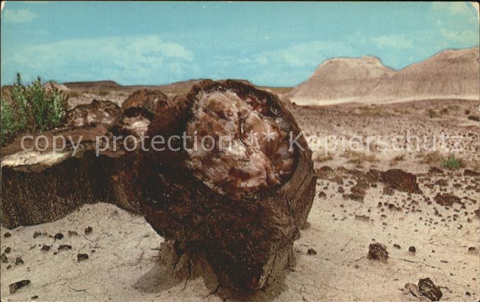 Arizona US-State Petrified Forest National Park