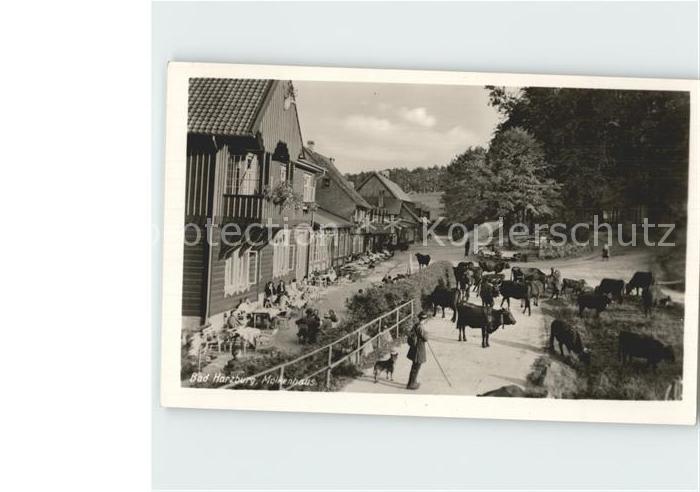 Bad Harzburg Molkenhaus Kuehe