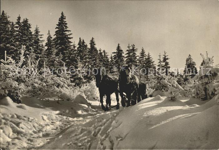 Wernigerode Harz Schlittenpartie
