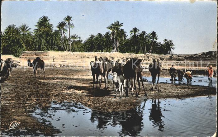 Scenes et Types Nr. 1224 Chameaux dans l'Oasis