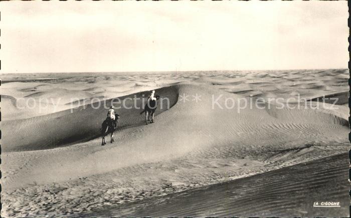 Kamel  Camel Chameau Collection Saharenne Nr. 50.001 Mer de Sable Wueste