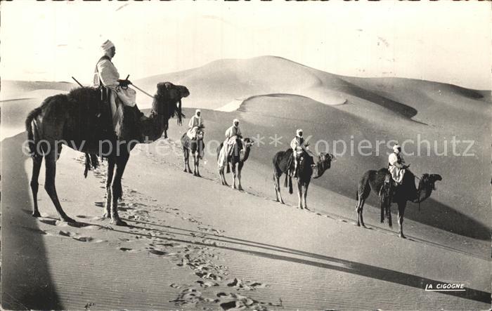 Kamel  Camel Chameau Collection Saharienne Nr. 50.007 Patrouille en observation