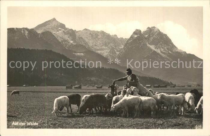 Schafe Hirte Weide Berge