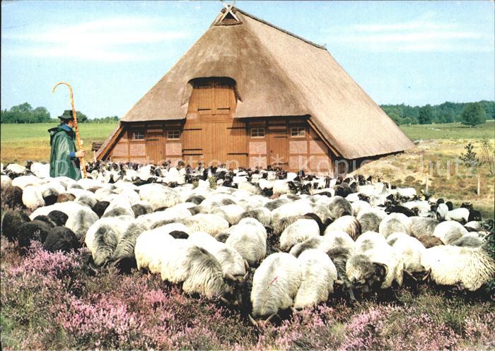 Schafe Heidschnucken Schafstall Lueneburger Heide