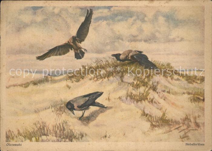 Voegel Birds Oiseaux Uccelli Pajaros-- Nebelkraehen Kuenstlerkarte Olszewski