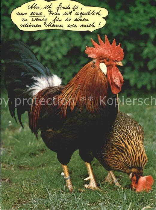 Gefluegel Hahn Henne Humor