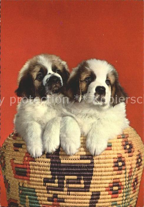Bernhardiner Welpen