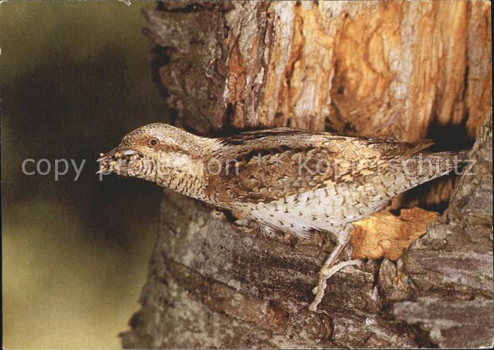 Voegel Birds Oiseaux Uccelli Pajaros-- Wendehals