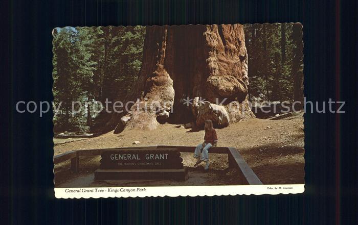 Baeume Trees General Grant Tree Kings Canyon Nationa