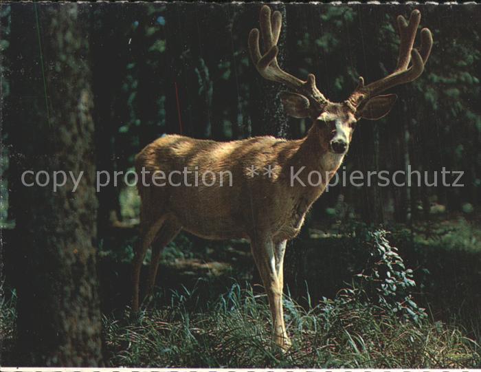 Hirsch Mule Deer Wyoming Mountains