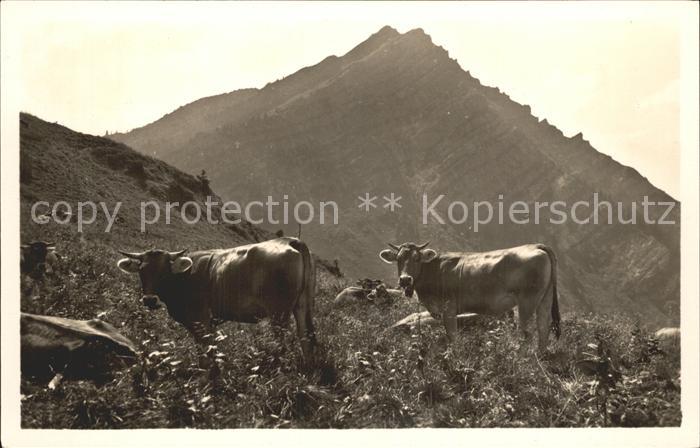 Oberstaufen Oberallgaeu Bayern Alpvieh auf der Weide am Rindalphorn Bayerische