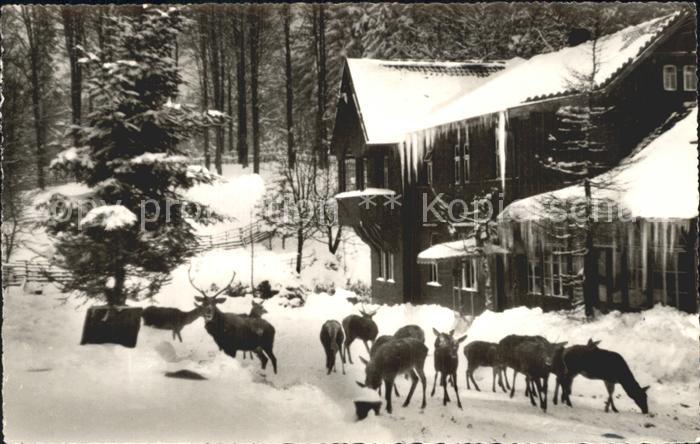 Bad Harzburg Wildfuetterung am Harzhotel Molkenhaus