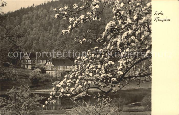 Waren Mueritz Bauernhof am Wasser Baumbluete