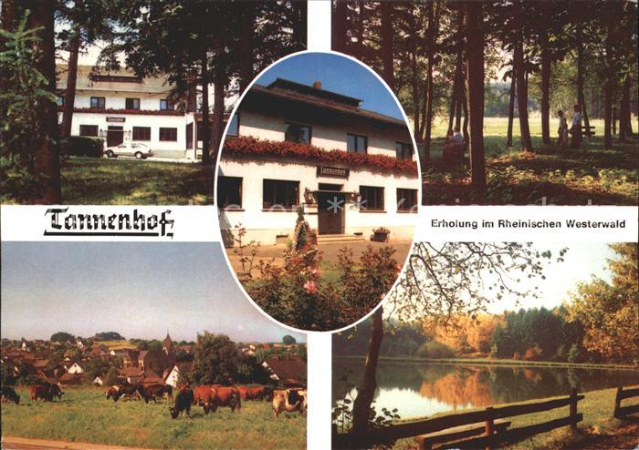 Grossmaischeid Hotel Restaurant Tannenhof Rinderherde See