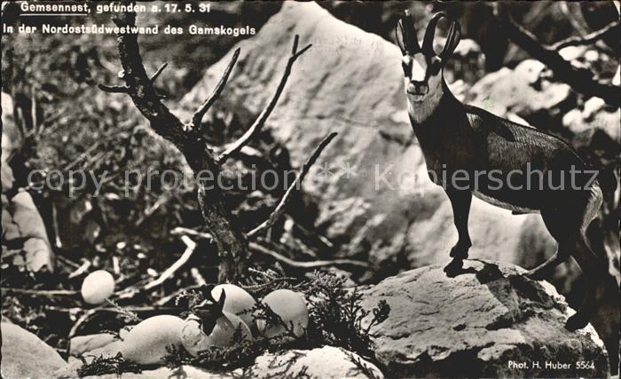 Gemse Gemsennest Nordostsuedwestwand Gamskogel Foto-H.-Huber-Nr. 5564