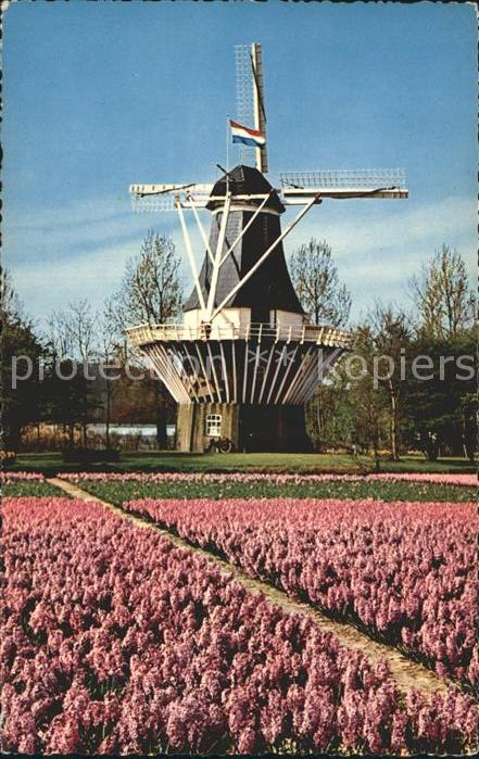 Windmuehle Blumen Holland