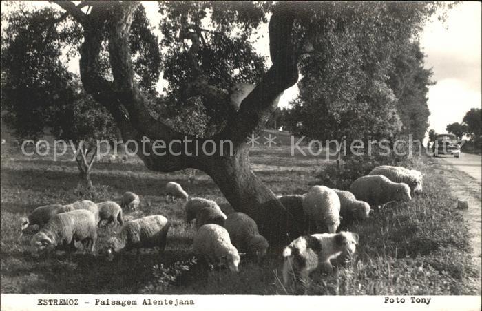 Schafe Hund Estremoz Paisagem Alentejana