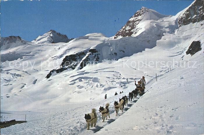 Hunde Polarhunde Gletscherhorn Rottalhorn Jun