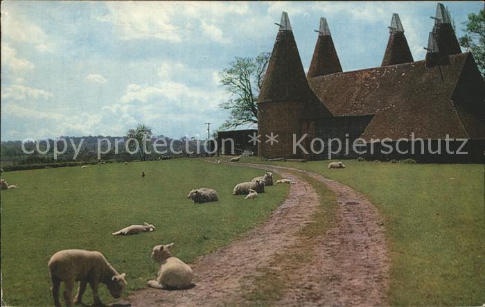 Schafe Kentish Oast Houses