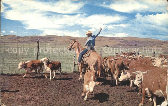 Pferde Rinder Roping