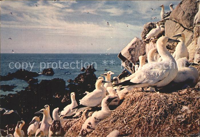 Voegel Birds Oiseaux Uccelli Pajaros-- Basstoelpel Fou de Bassan Sept Iles Oisea