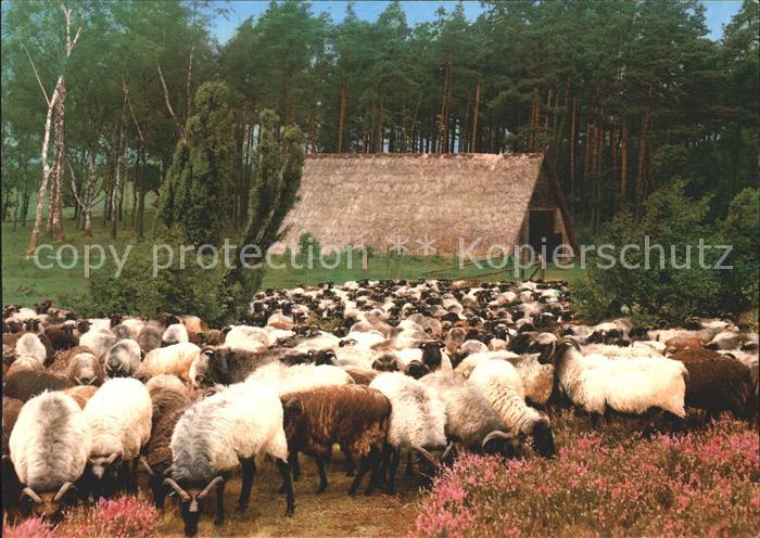 Schafe Heidschnucken Alter Schafstall Lueneburger Heide