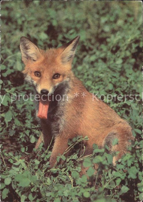 Fuchs Tiere