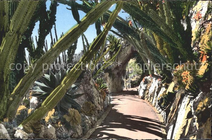 Monaco Jardin Exotique Allee Cereus