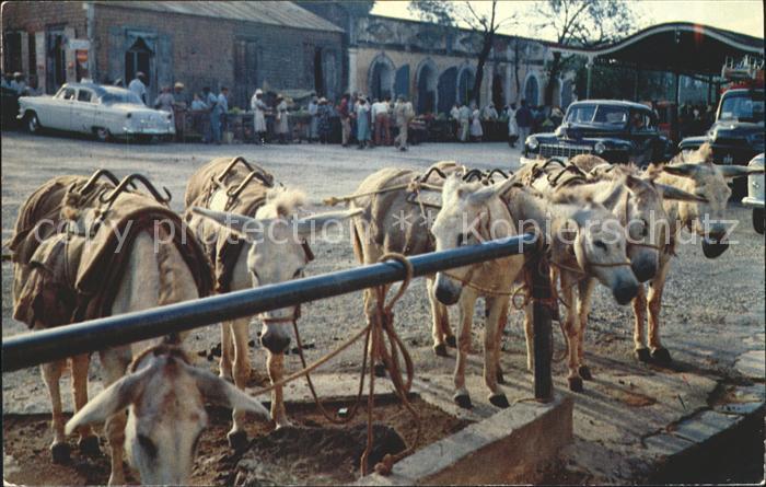 St Thomas Virgin Islands Market Place Esel
