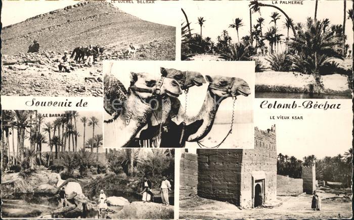 Colomb-Bechar Camele Ksar