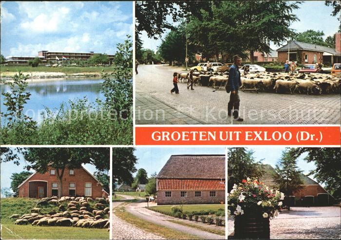 Exloo Schaafherde Orstpartie