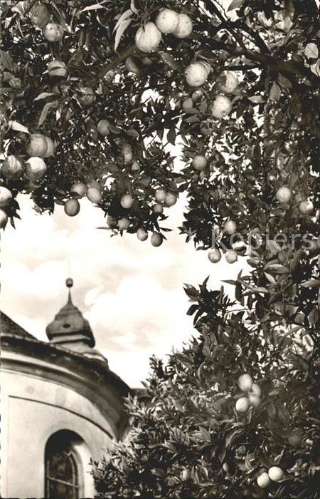Mainau Unter Orangen an der Schlosskirche