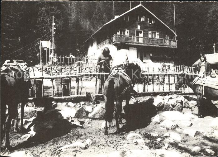 Bulgarien An der Huette Demjaniza im Pirin Pferde