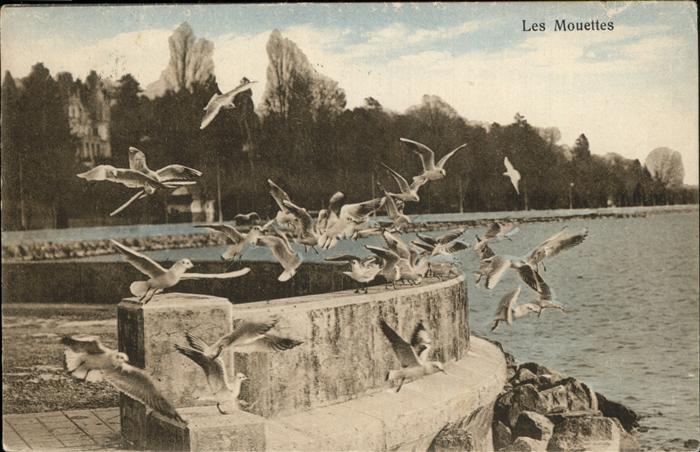 Voegel Birds Oiseaux Uccelli Pajaros-- Moewen Mouettes Lausanne