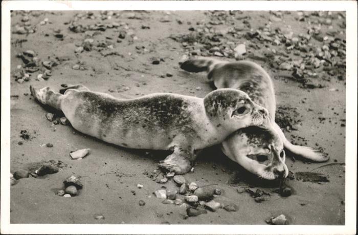 Seehunde Robben Wenningstedt Sylt