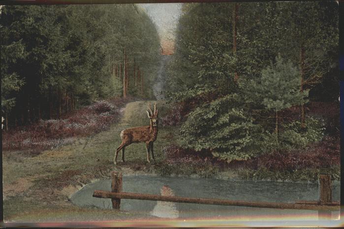 Reh Lüneburger Heide Kleckerwald