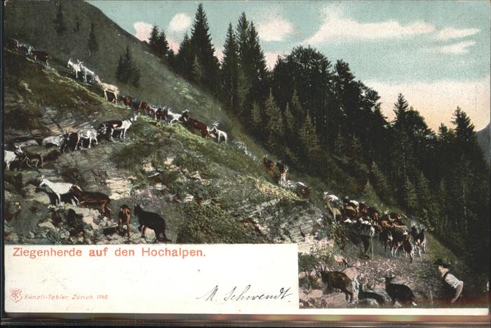 Ziege Herde Hochalpen