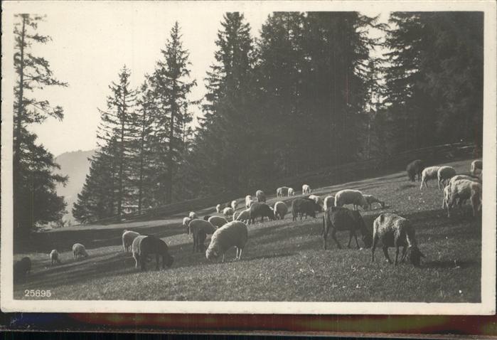 Schafe Verlag-Photoglob-Wehrli-Nr. 25695