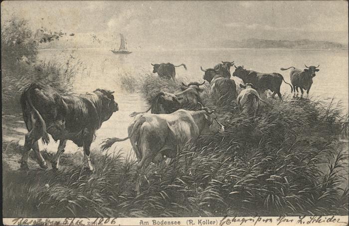 Kuehe Bodensee Künstlerkarte R. Koller